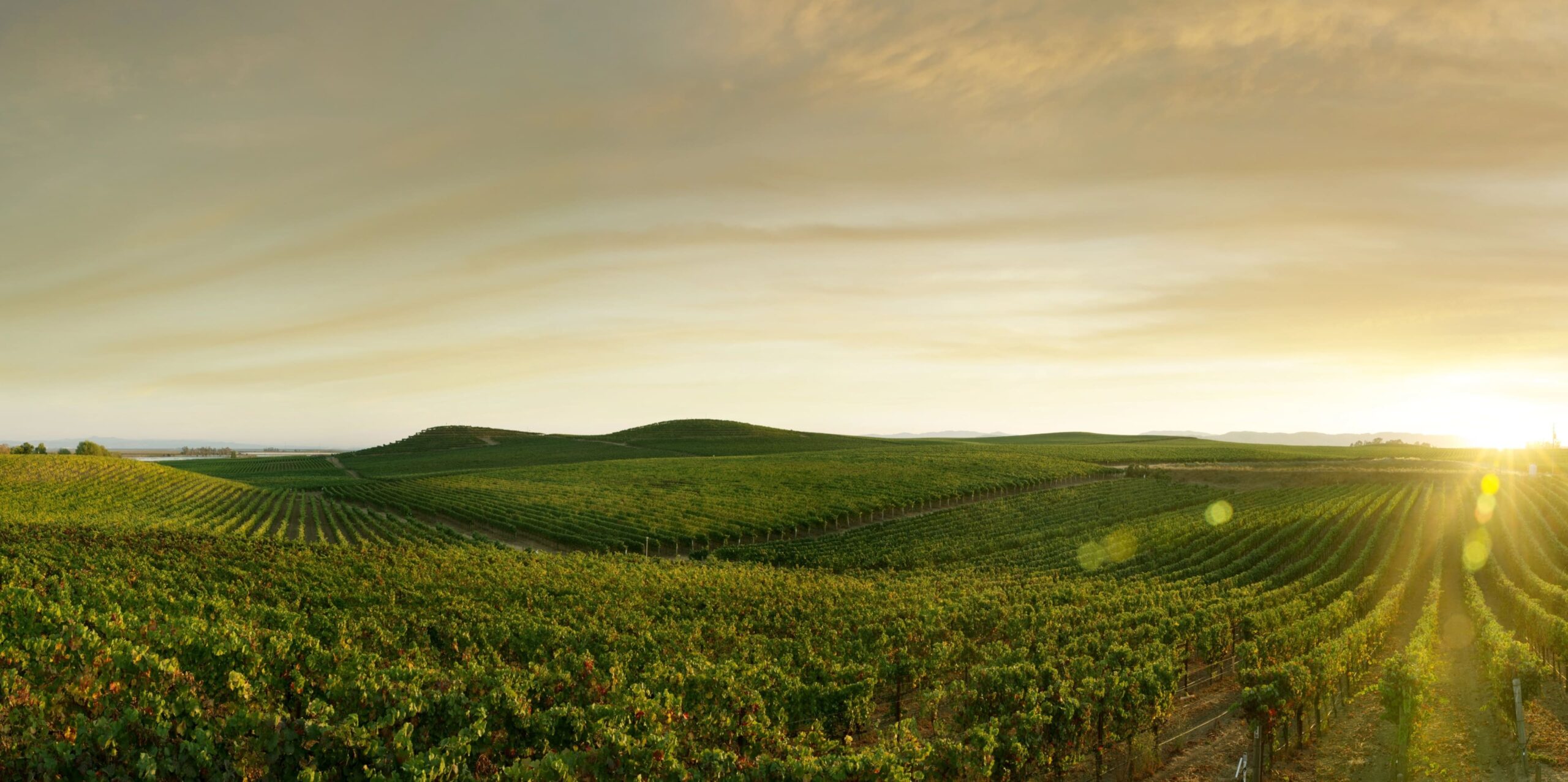 Weinbaugebiet bei Sonnenuntergang