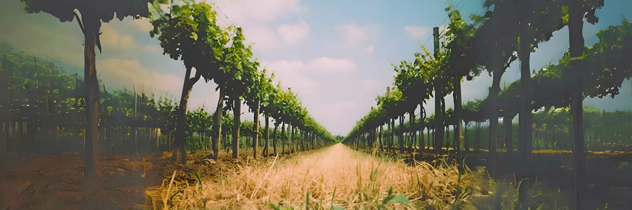 winzer_sommerbauer_1500x500 Weingut Georg Sommerbauer