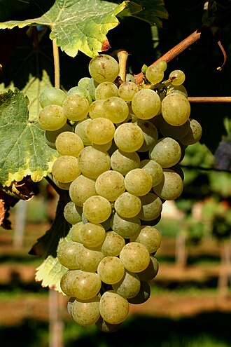 Chenin-Blanc-Traube am Rebstock – historische Weißweinsorte von der Loire